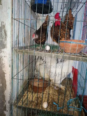 Foreign Chicken Hatching Eggs for Sale