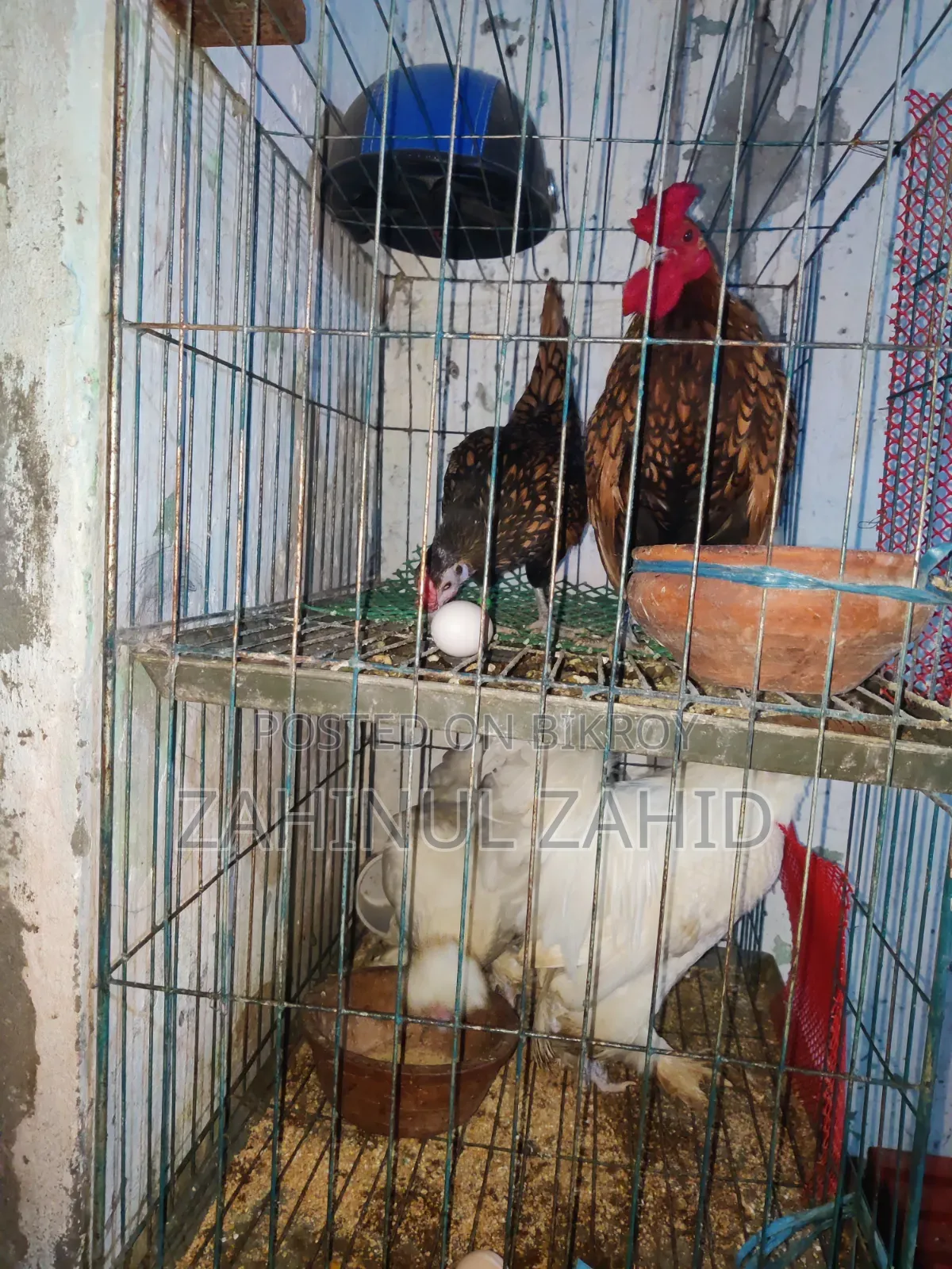 Foreign Chicken Hatching Eggs for Sale