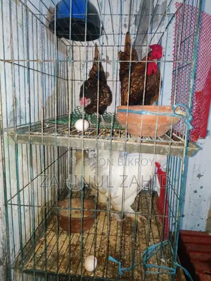 Foreign Chicken Hatching Eggs for Sale