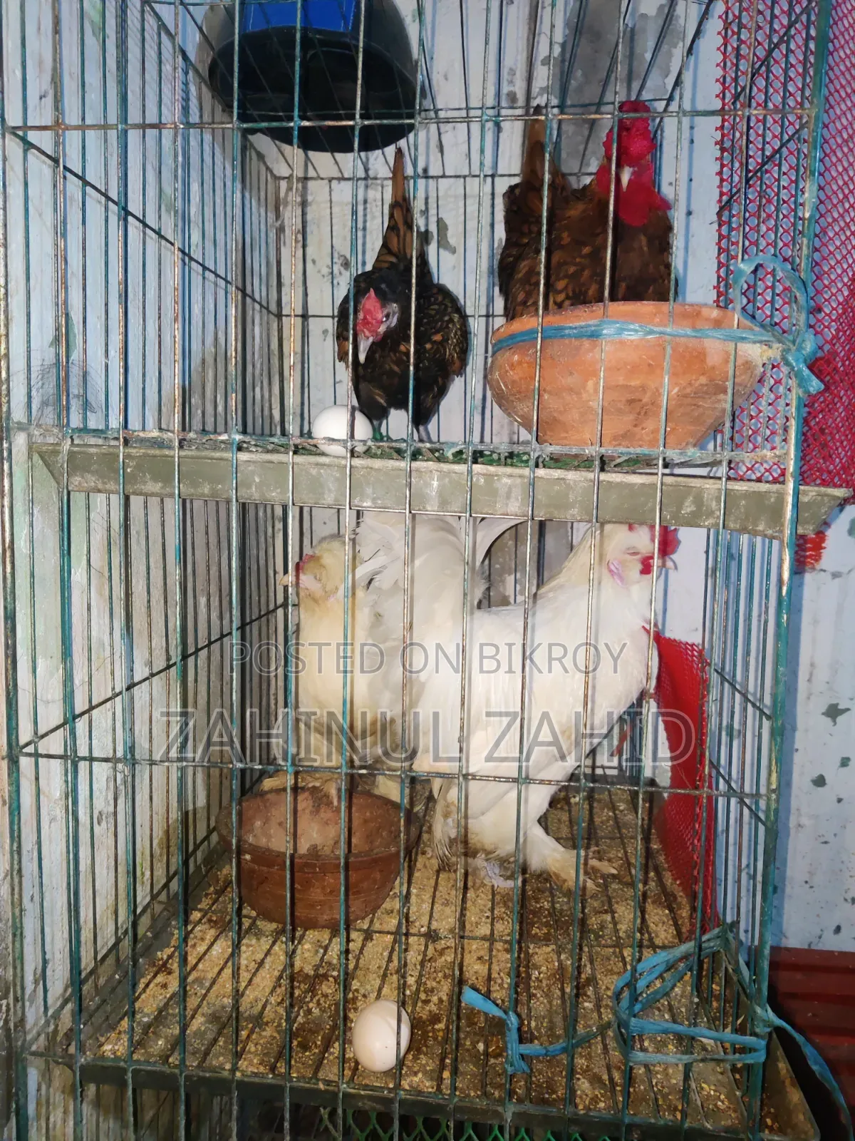 Foreign Chicken Hatching Eggs for Sale