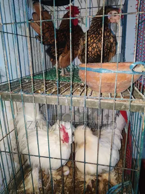 Foreign Chicken Hatching Eggs for Sale