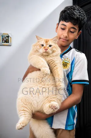 1+ Year Male Purebred Turkish Angora