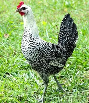 মিশরীয় ফাওমি বাচ্চা