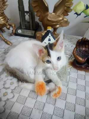 1-3 Months Male Mixed Breed Cat