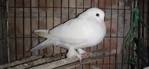 Giribaj Pigeon