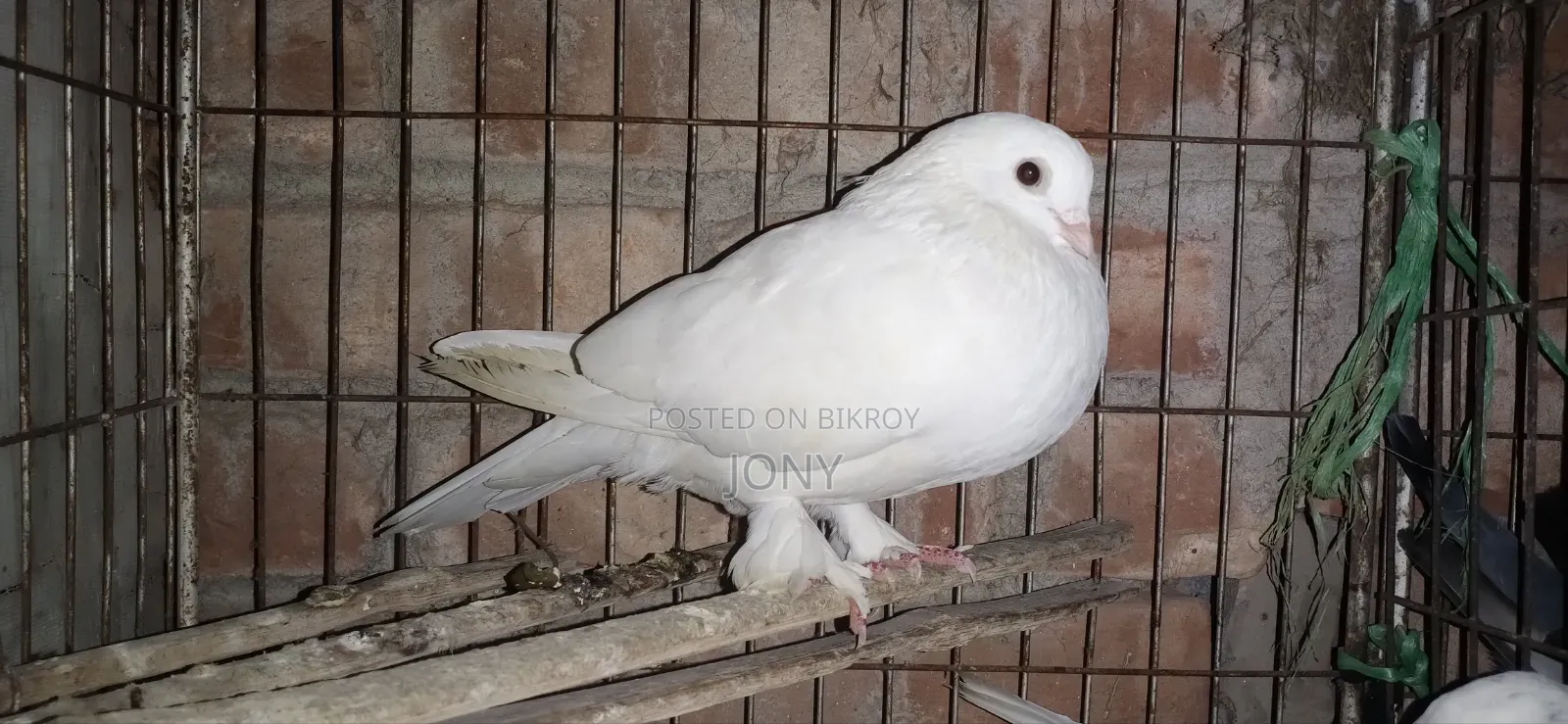 Giribaj Pigeon