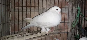 Giribaj Pigeon