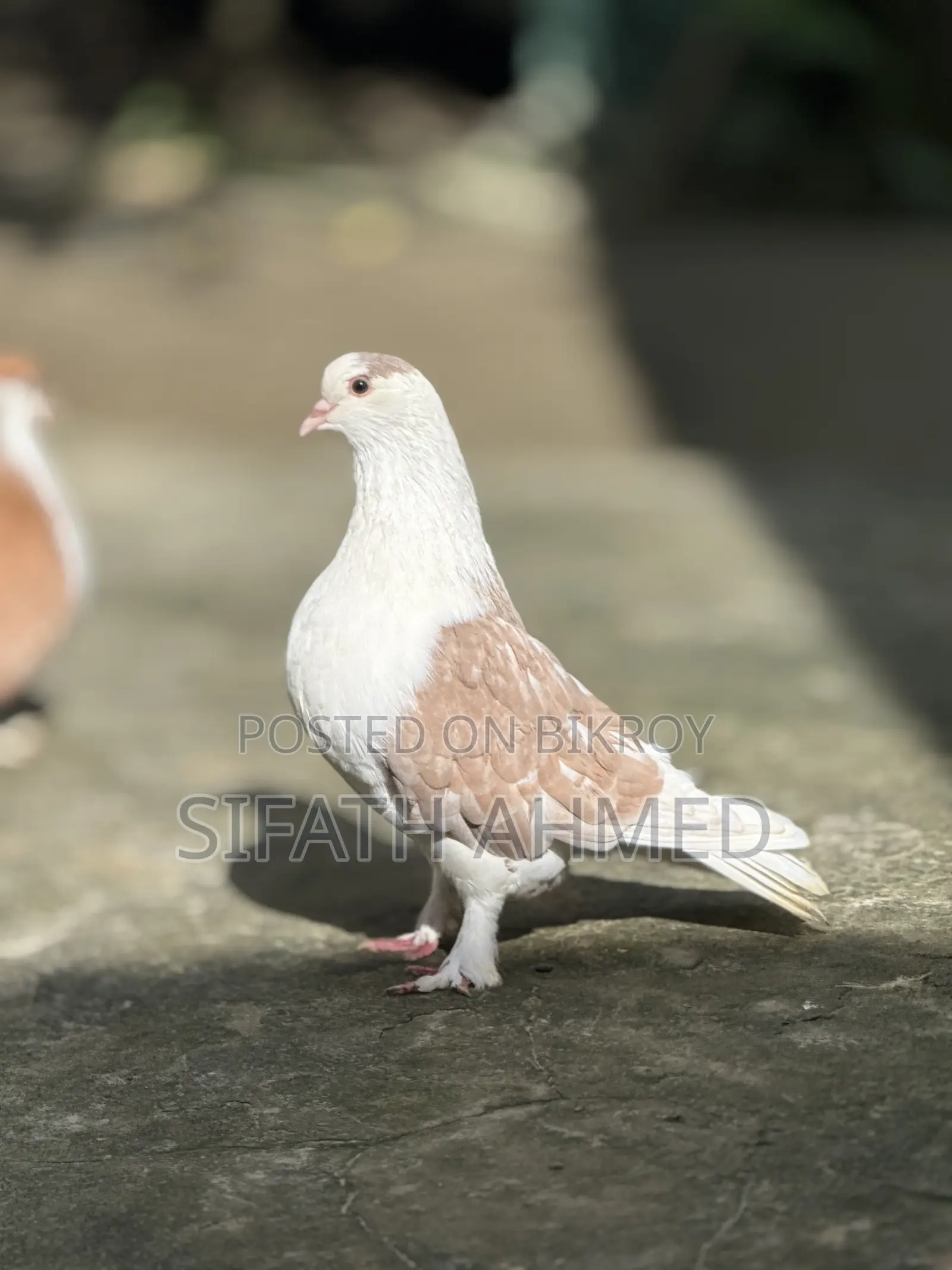 সিরাজি জোরা টা সেল হবে