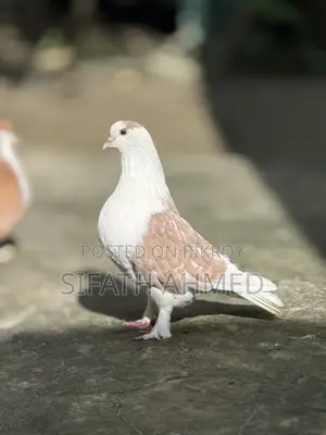 সিরাজি জোরা টা সেল হবে