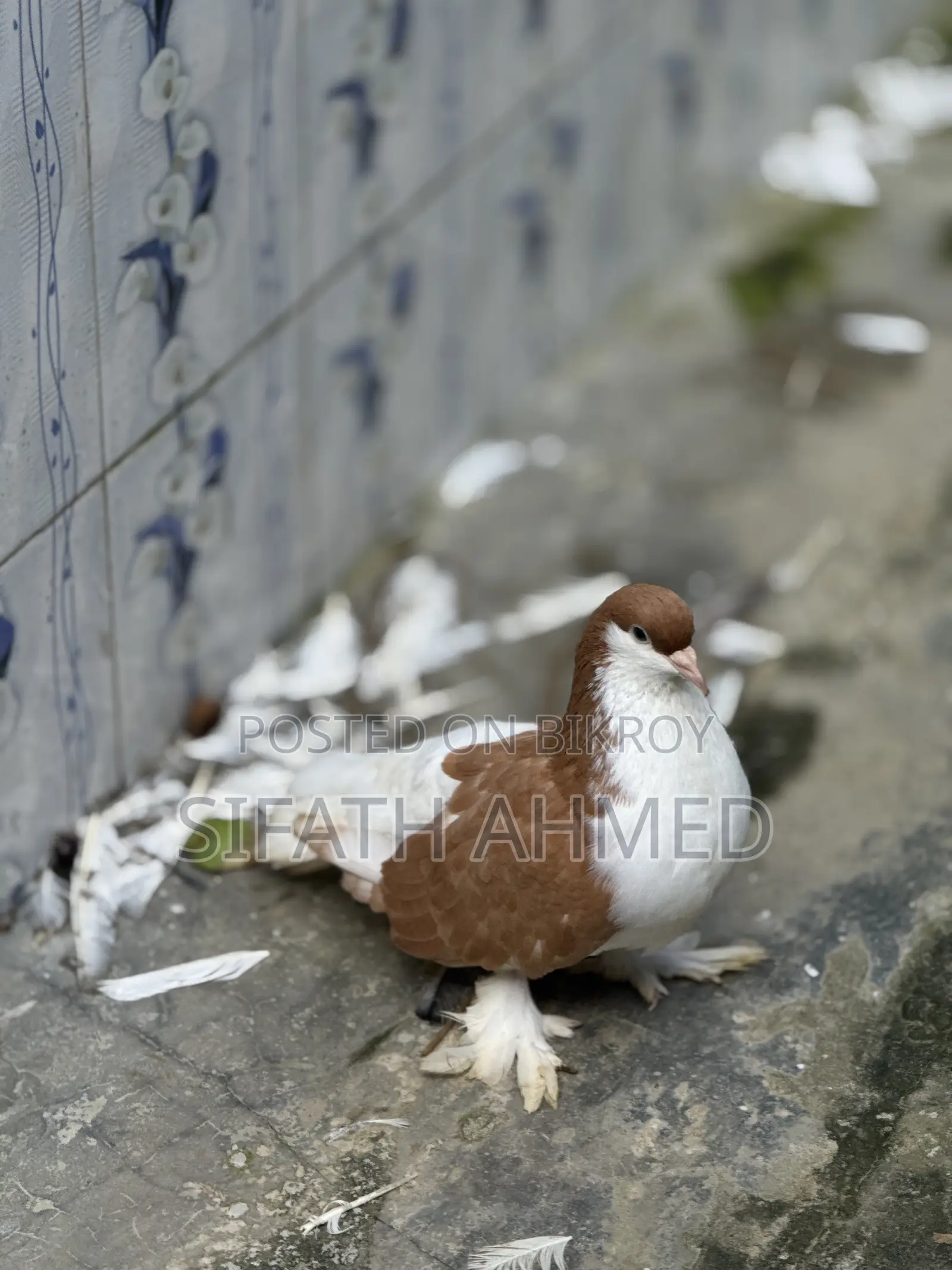 সিরাজি জোরা টা সেল হবে