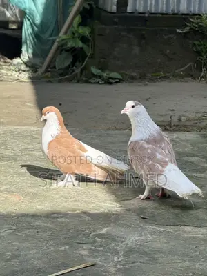 সিরাজি জোরা টা সেল হবে