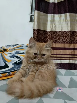 1-3 Months Male Mixed Breed Persian
