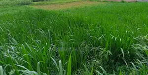 Land for Sale near Jamuna Bridge / Land for Sale in Sirajganj