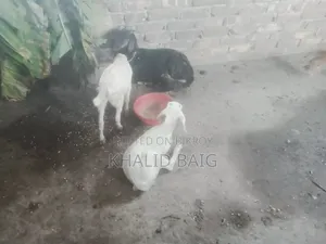 দুইটা খাসির বাচ্চাসহ মা ছাগল বিক্রয় করা হবে