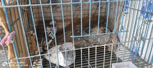 Pigeon for Sale