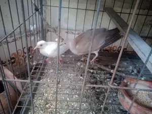 Ausrtalian Dove