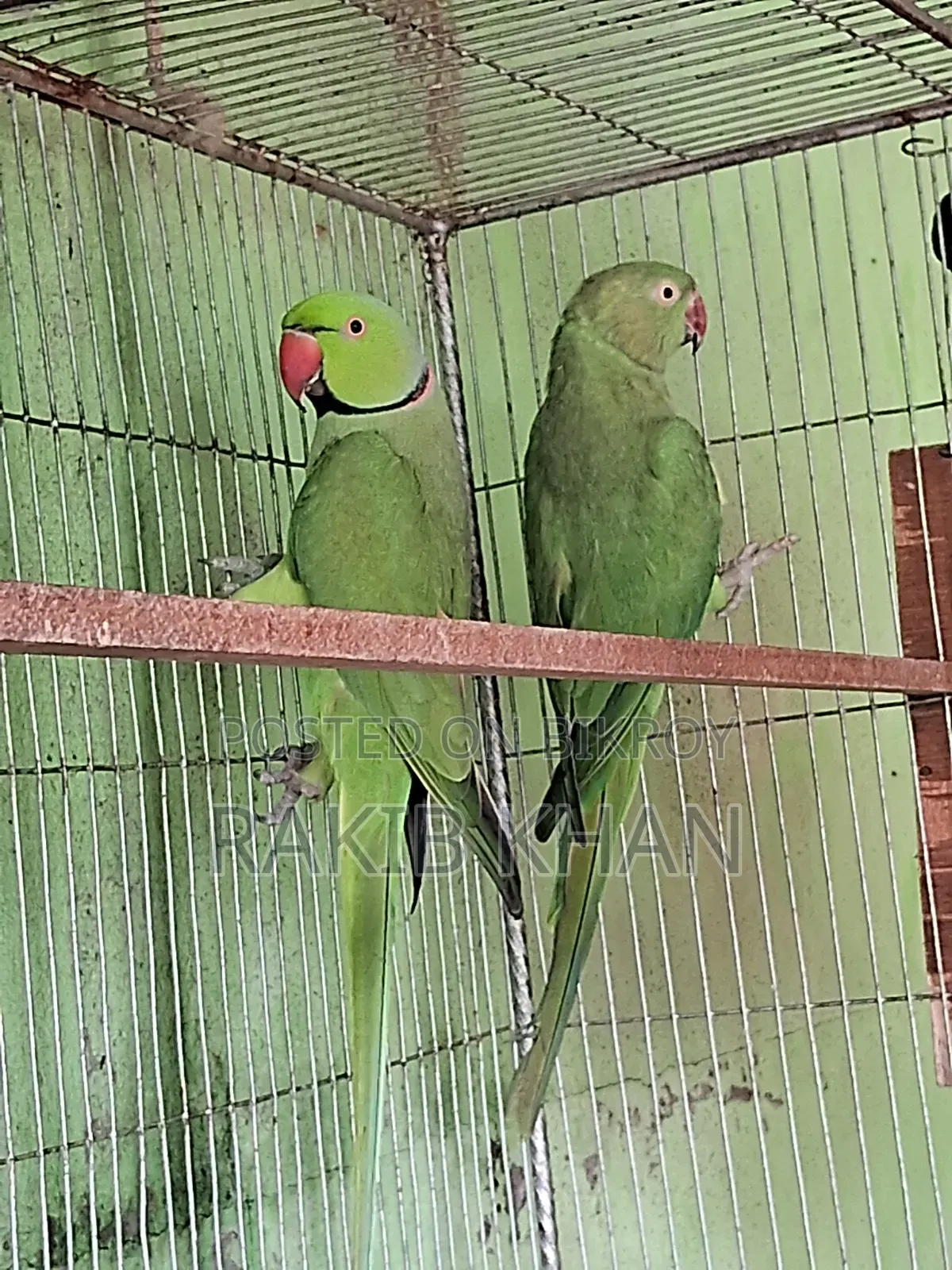 ইন্ডিয়ান রিংনেক টিয়া