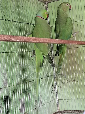 ইন্ডিয়ান রিংনেক টিয়া
