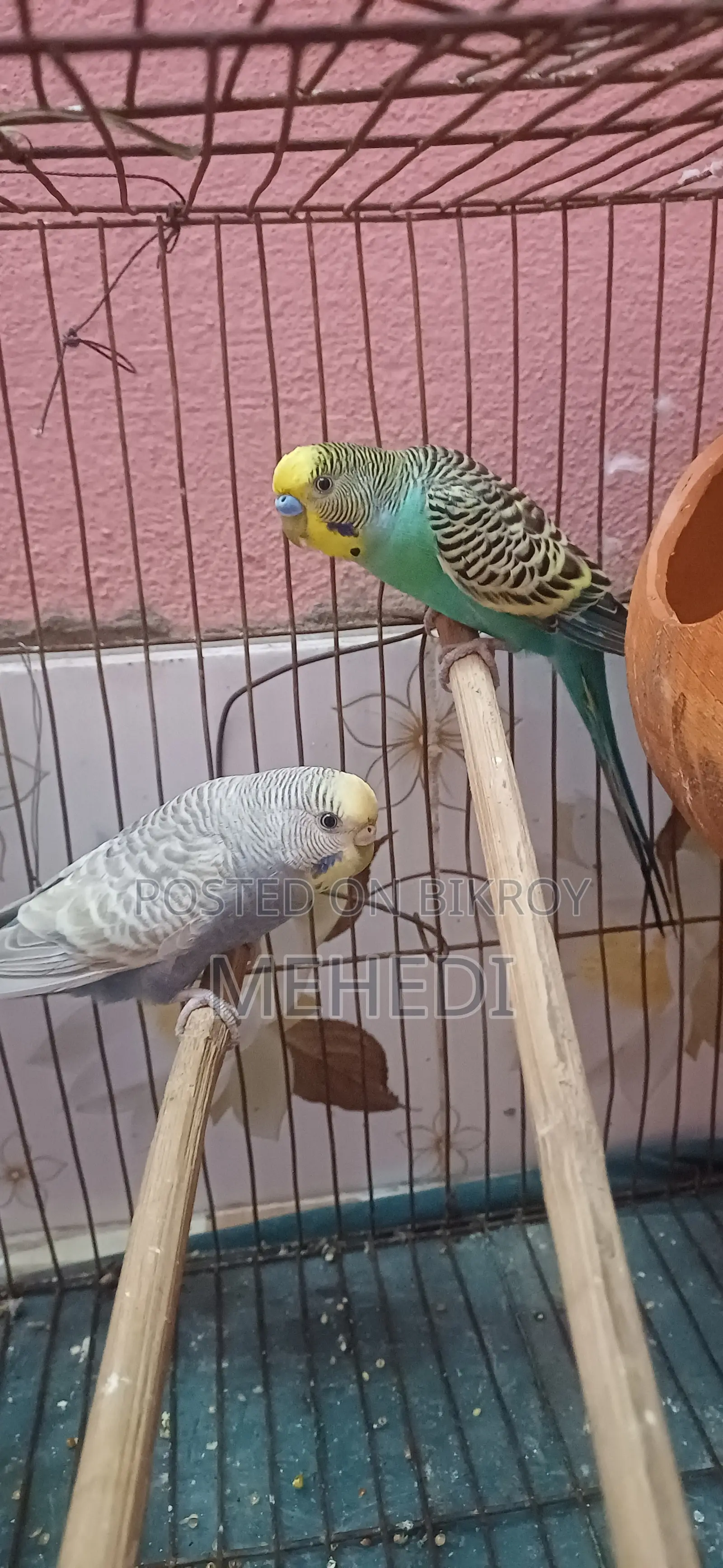 Budgie Bird