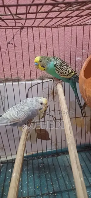 Budgie Bird