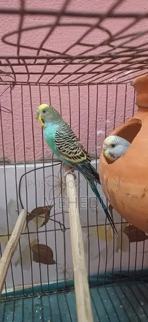 Budgie Bird