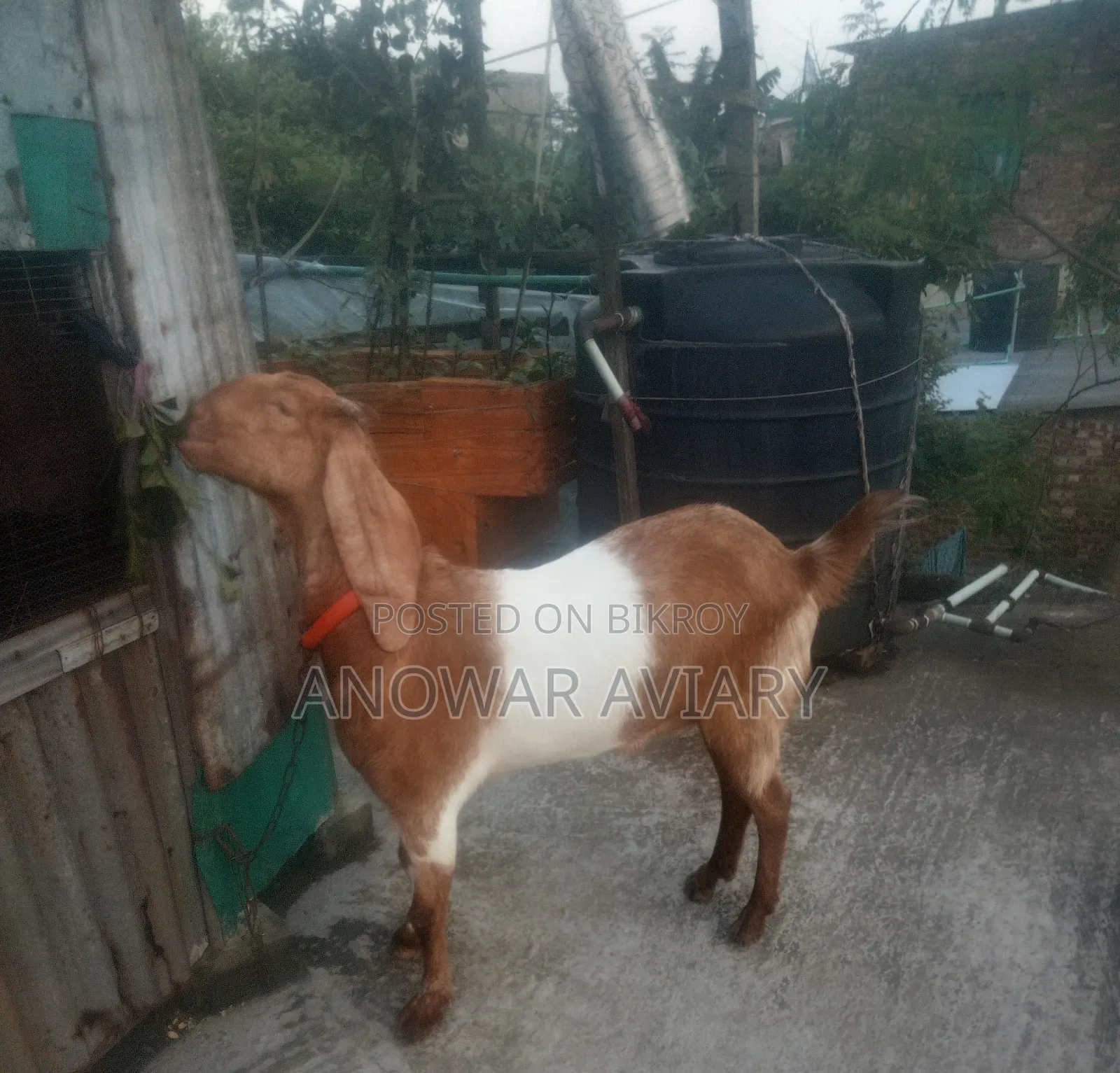 একটি বিটল গাভীন ছাগল