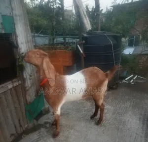 একটি বিটল গাভীন ছাগল