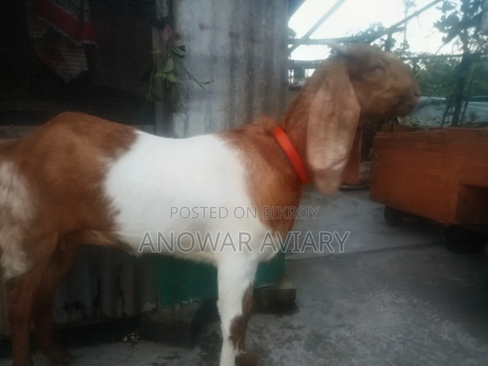 একটি বিটল গাভীন ছাগল
