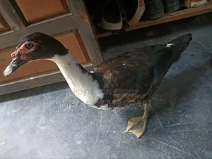 Muscovy Ducks for Sale