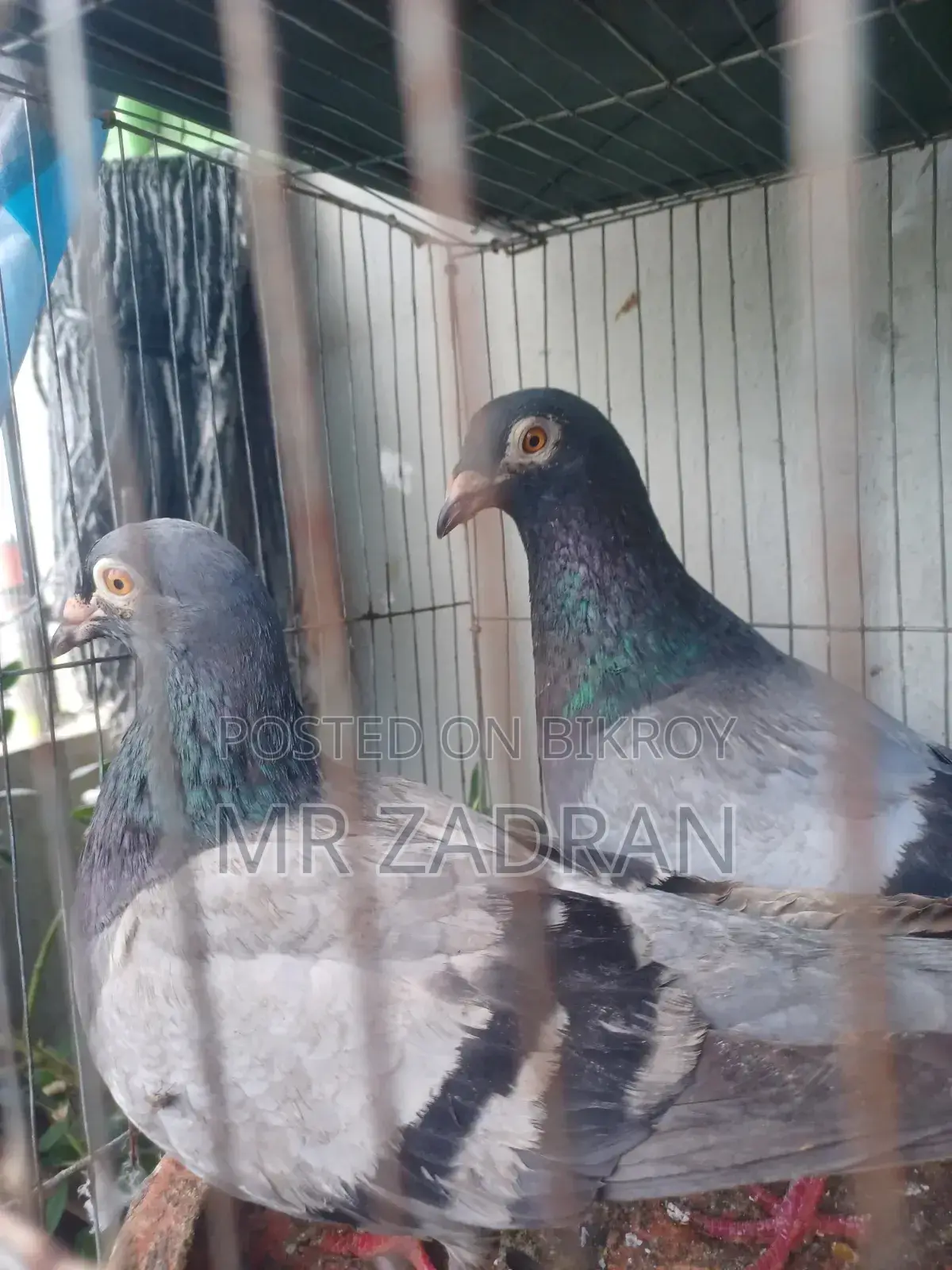 রেসার কবুতর রানিং