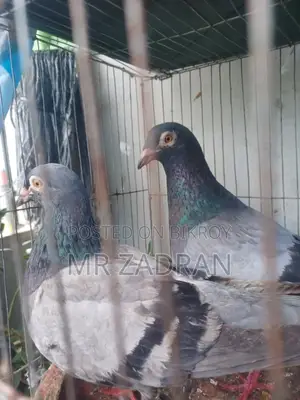 রেসার কবুতর রানিং