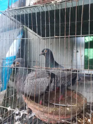 রেসার কবুতর রানিং