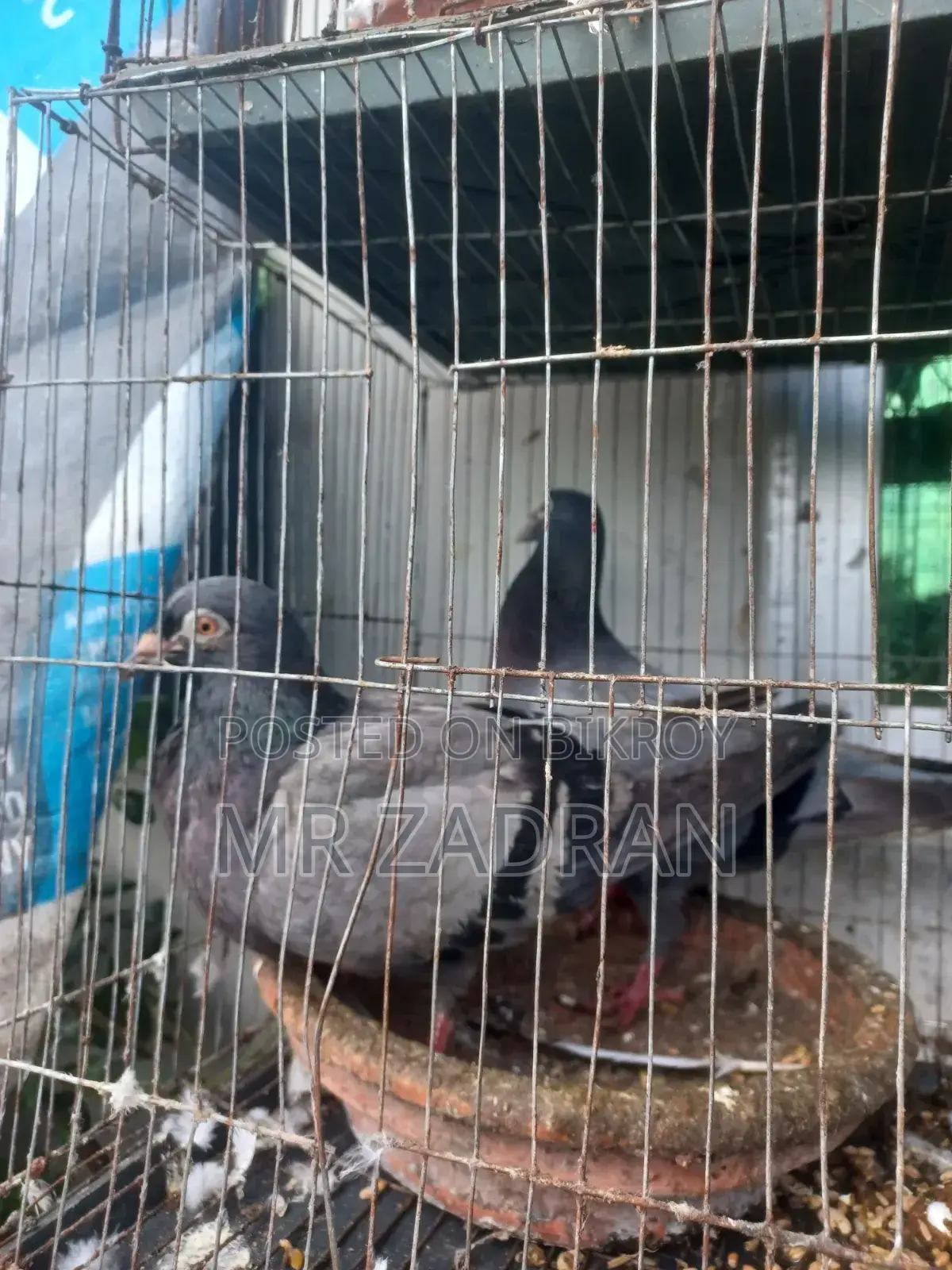 রেসার কবুতর রানিং