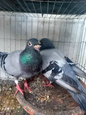 Racer Pigeon Red Eye