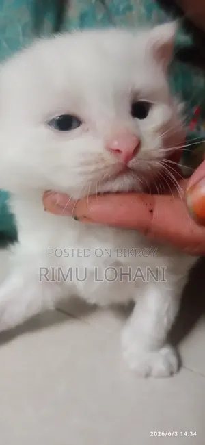 1-3 Months Male Purebred Persian