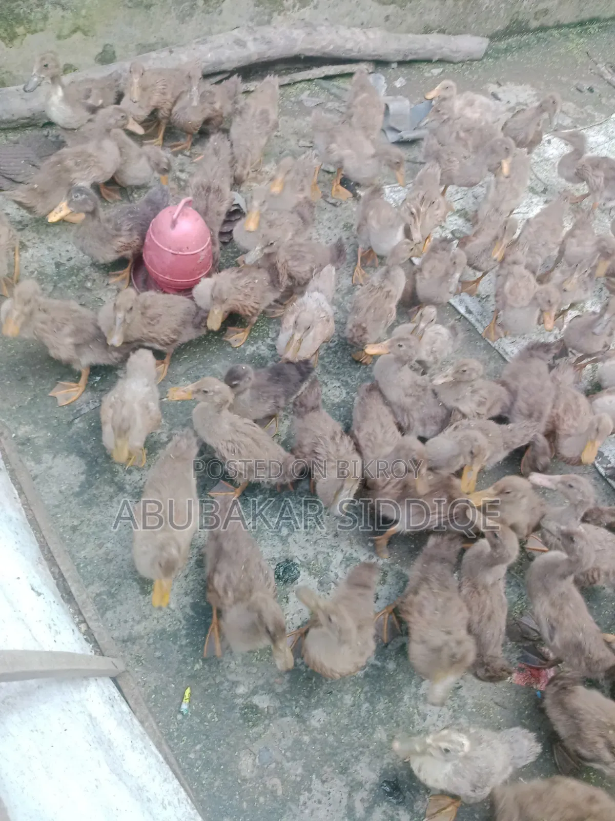 হাসি বাচ্চা