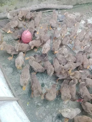 Ducklings