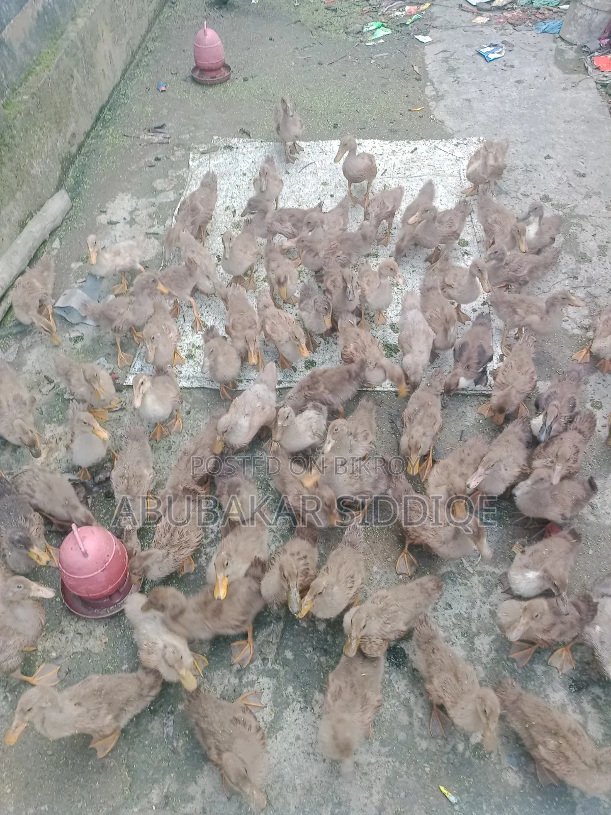 হাসি বাচ্চা
