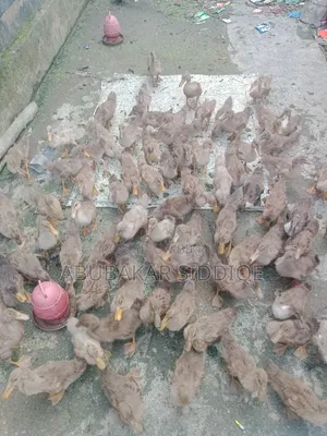 হাসি বাচ্চা