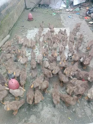 হাসি বাচ্চা