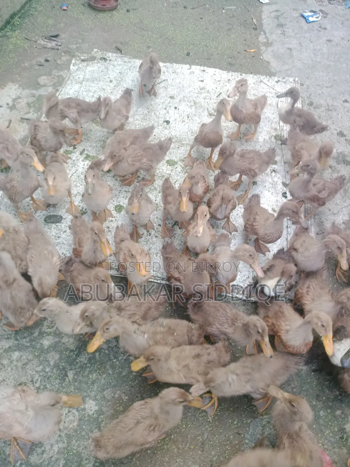 হাসি বাচ্চা