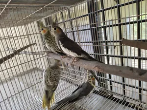 Chocatel for Sell