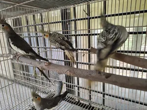 Chocatel for Sell