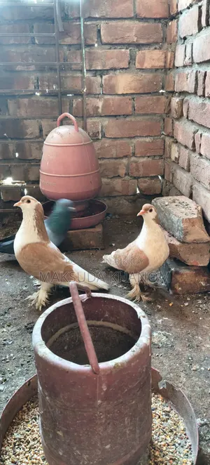 Siraji Pigeon