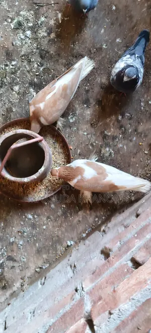 সিরাজী কবুতর