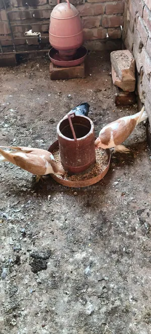 সিরাজী কবুতর