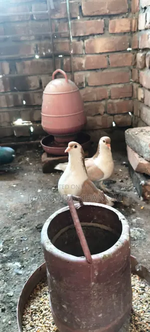 সিরাজী কবুতর