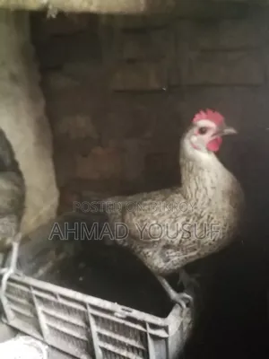 ২টি রানিং মুরগি বিক্রির জন্য