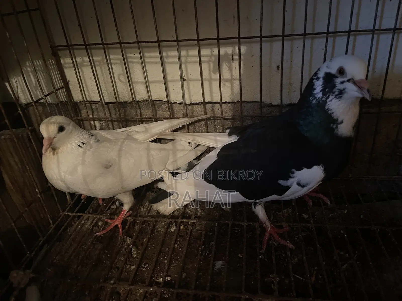 গোলা এক্স কিং কবুতর