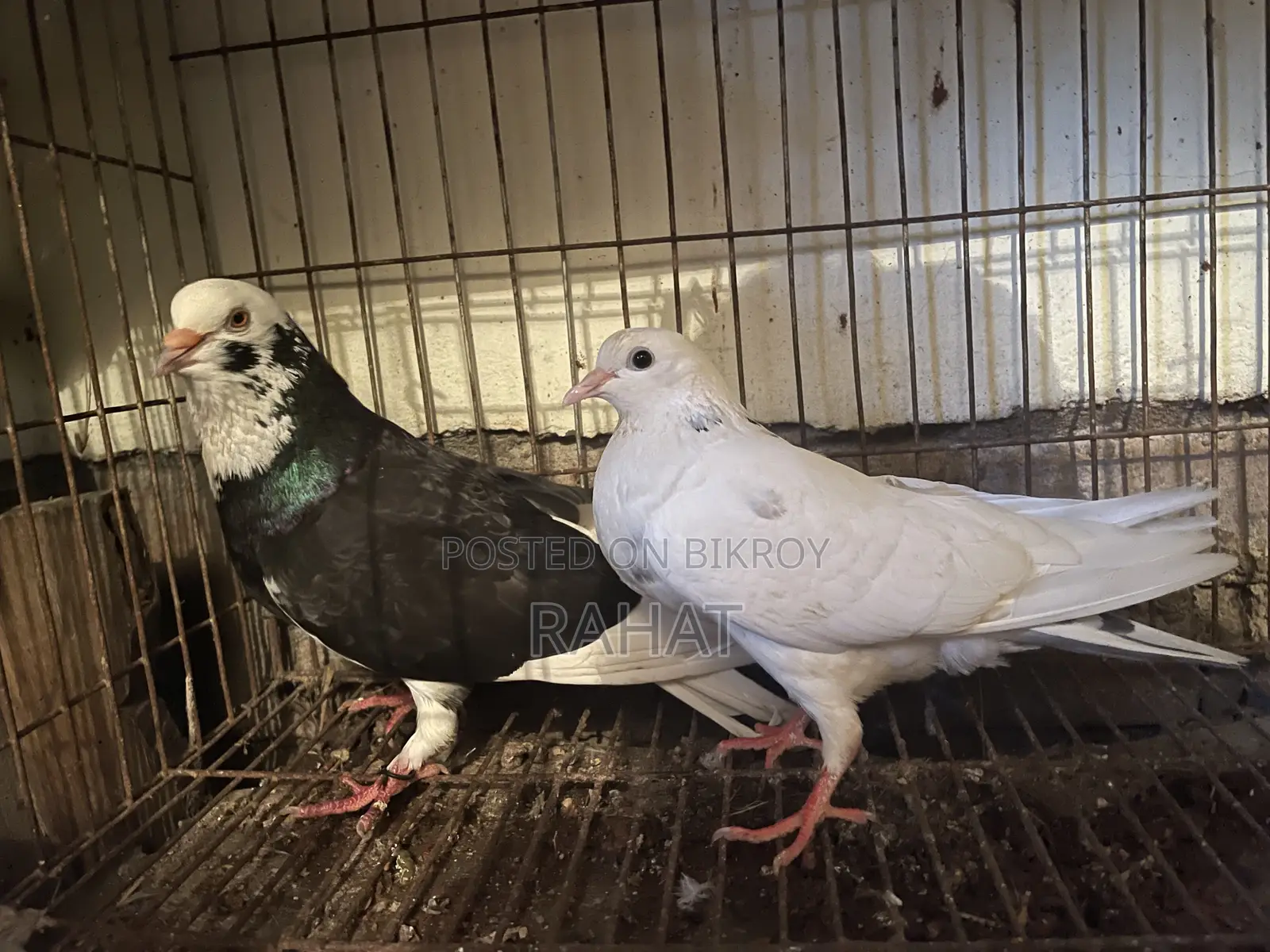 গোলা এক্স কিং কবুতর